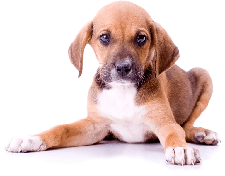 Veterinarian in Pasadena, TX Spencer Animal Hospital