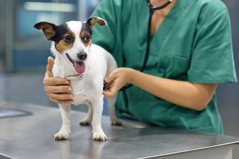 Dog Veterinarian in Pasadena, TX