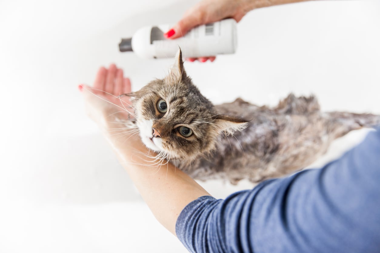Adult Woman Washing Siberian Cat in Bathtub.