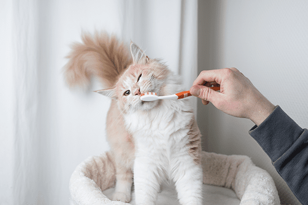 Cat Teeth Cleaning In Pasadena, TX