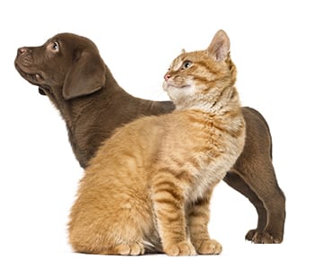 Cat and dog looking in different directions on the spencer animal hospital reviews page