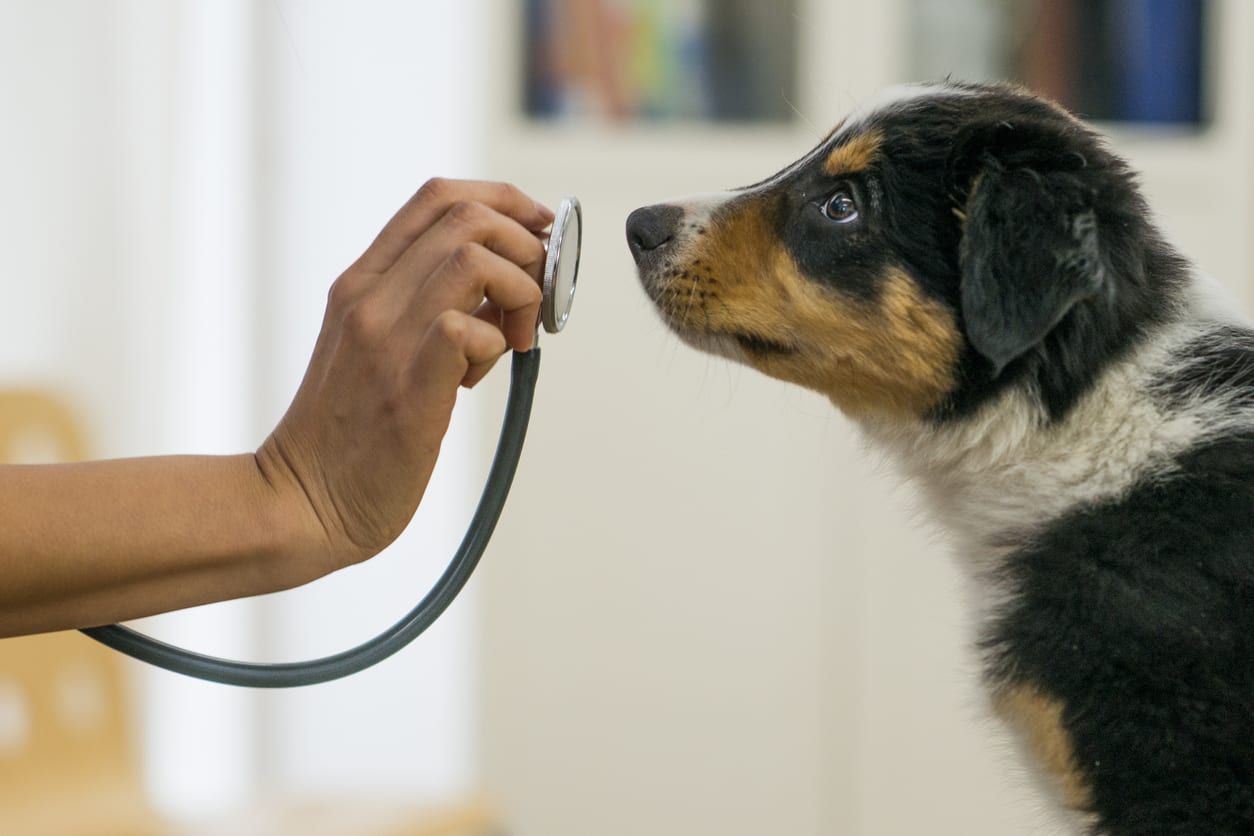 Wellness Exams for dogs in Pasadena, TX