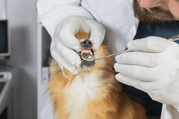 Pet Dentist In Pasadena, TX