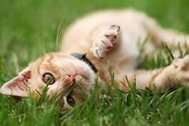 cat laying in grass