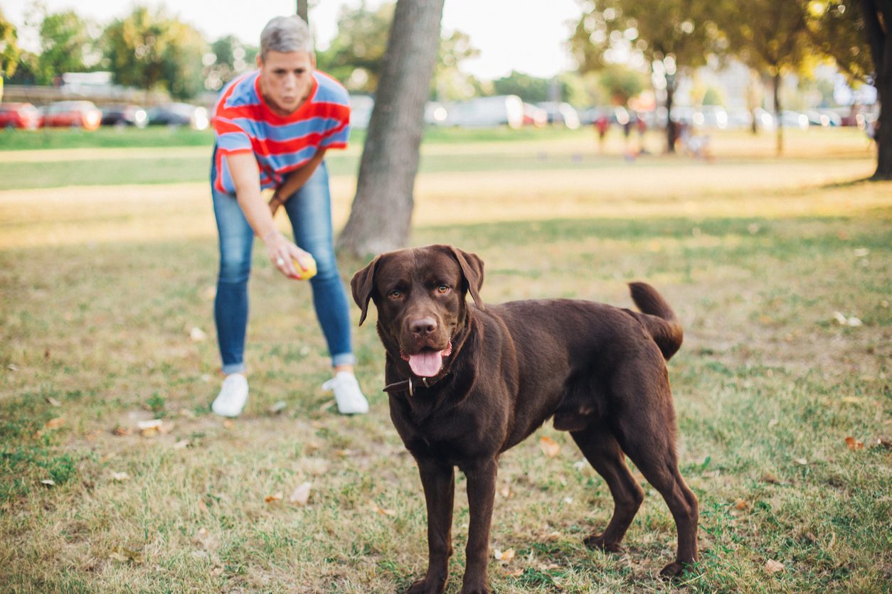 Best Dog Parks in Pasadena TX Spencer Animal Hospital