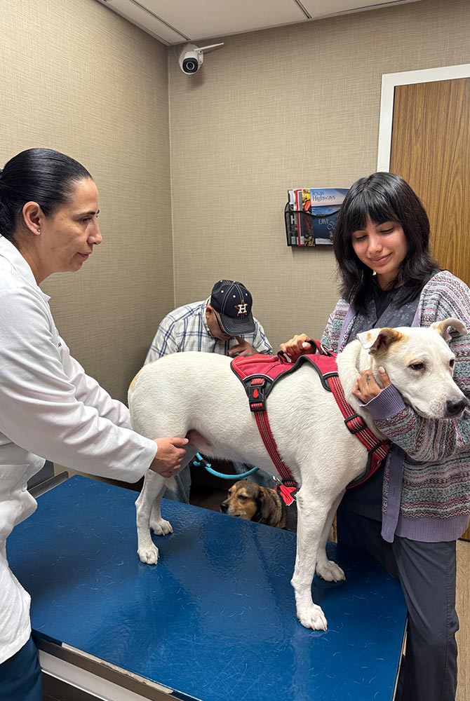 female doctor and female technician smiling while examining dog standing on exam table