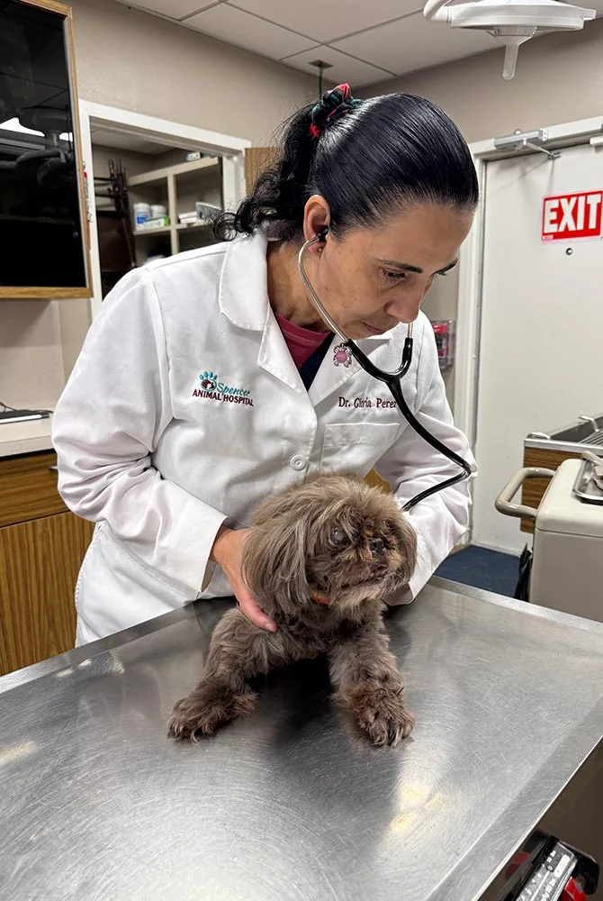 female-veterinarian-examining-senior-dog female doctor using stethoscope to check small brown dog's heartbeat during exam