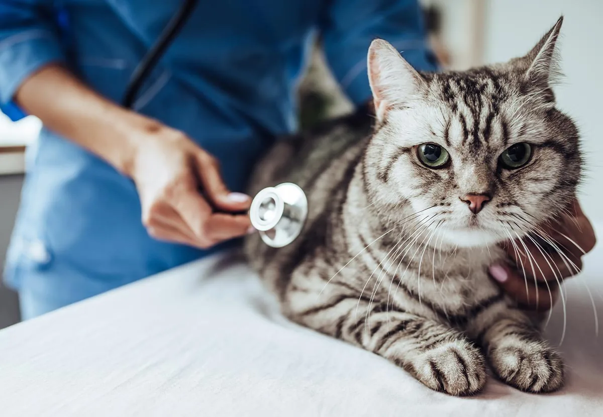 veterinarian-examining-tabby-cat veterinarian using stethoscope to check grey and brown tabby cat's heart and lungs during checkup