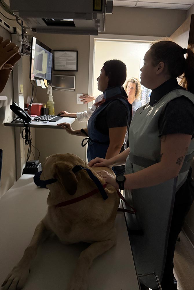 veterinary staff wearing protective clothing preparing large dog for x-ray