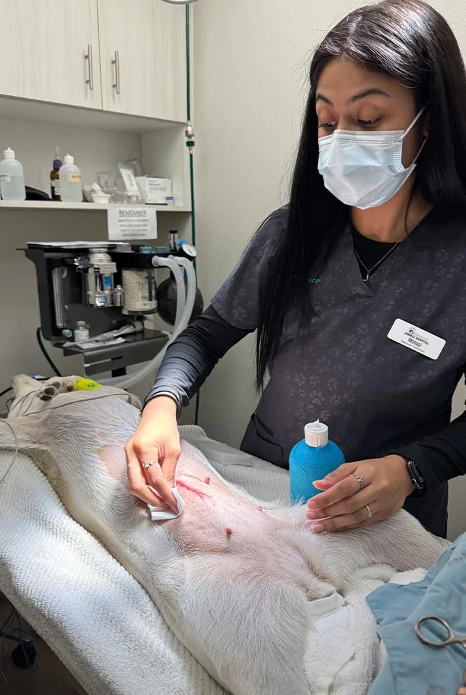 female staff member prepping dog for spay surgery by rubbing belly with antiseptic