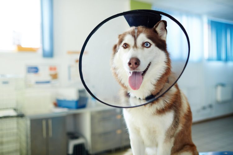 how-to-prepare-your-pet-for-surgery