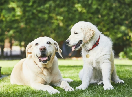 img-New Clients Welcome—Free Wellness Exam