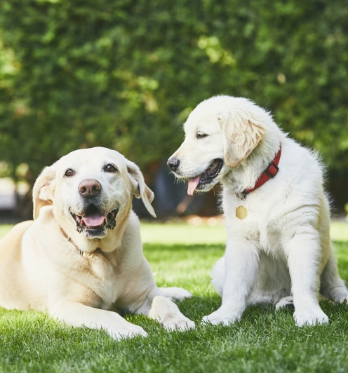 img-Special-Offers-New-Patients-Welcome-Enjoy-a-Free-Wellness-Exam