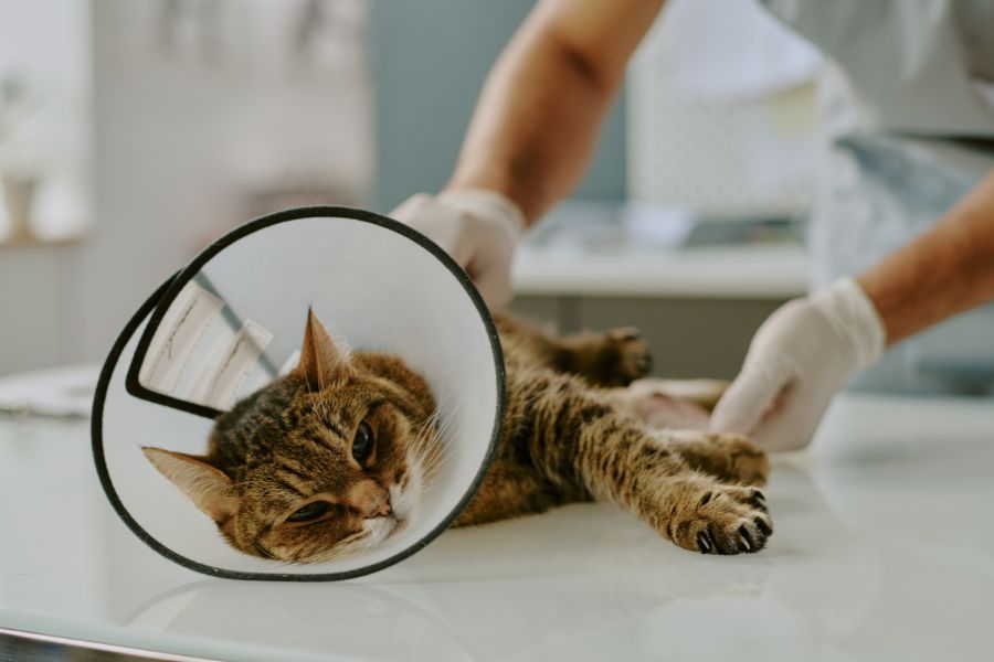 how-to-prepare-your-pet-for-surgery