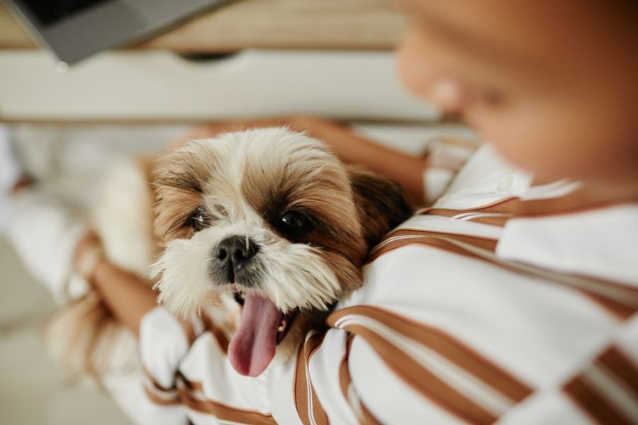 pet-cancer-awareness-10-signs-guide