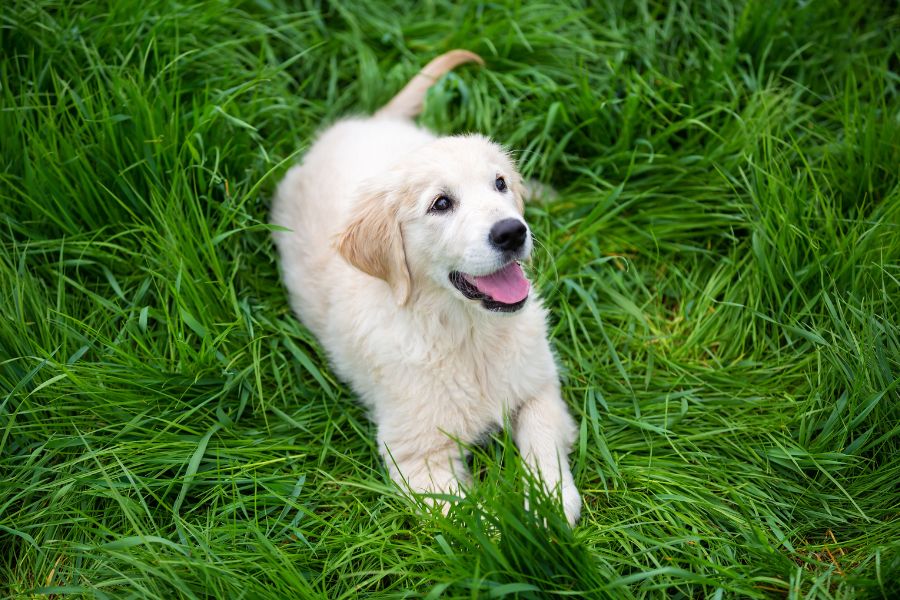 rescue-dogs-3-3-3-rule-adjustment-guide