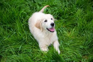 dogs-3-3-3-rule-adjustment-guide