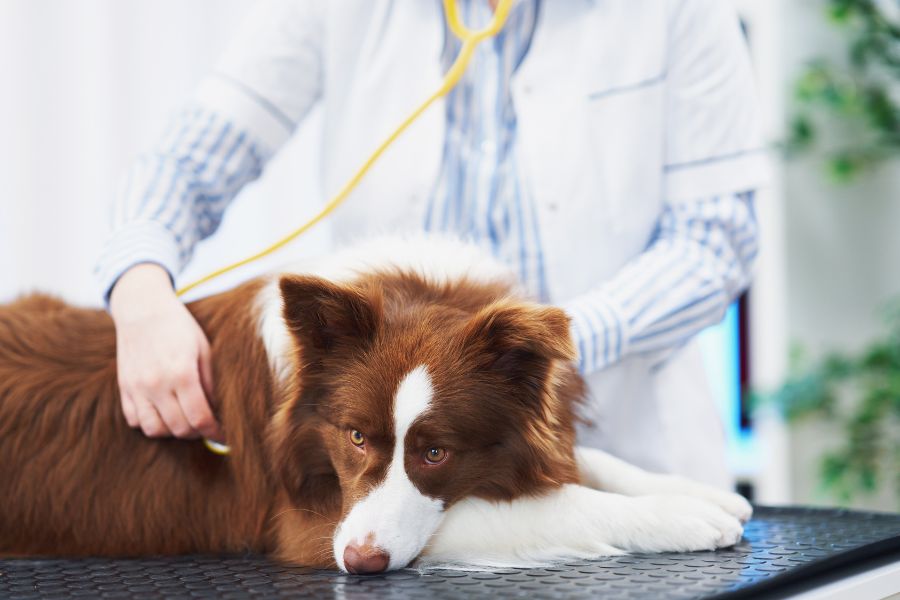 how-often-cats-dogs-need-vet-visits-guide