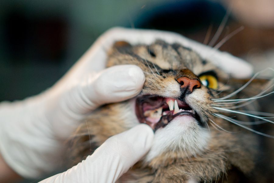 signs-pet-has-dental-disease-guide