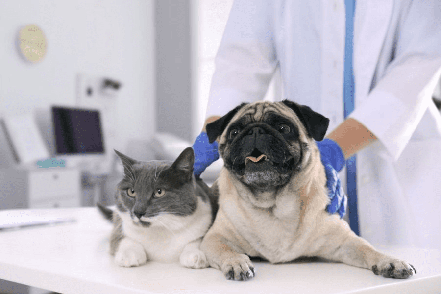toxic-human-foods-dogs-cats-vet-list