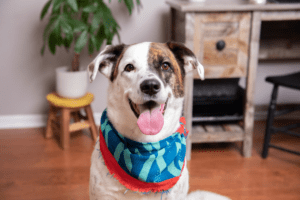 is-anesthesia-free-pet-teeth-cleaning-safe-guide