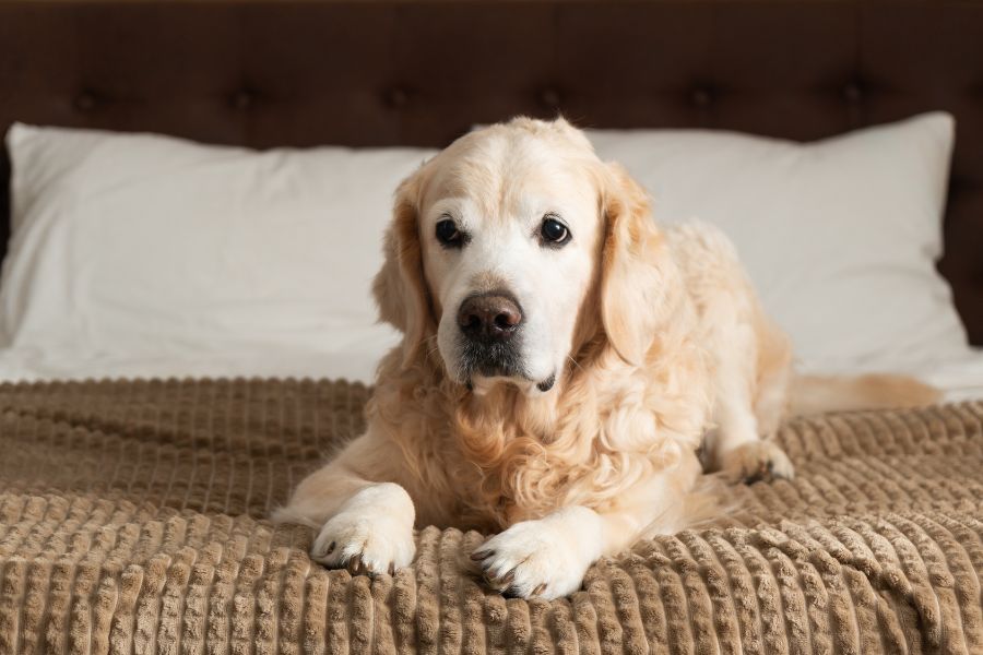 dog-vomiting-more-than-once-when-urgent-care-needed-guide