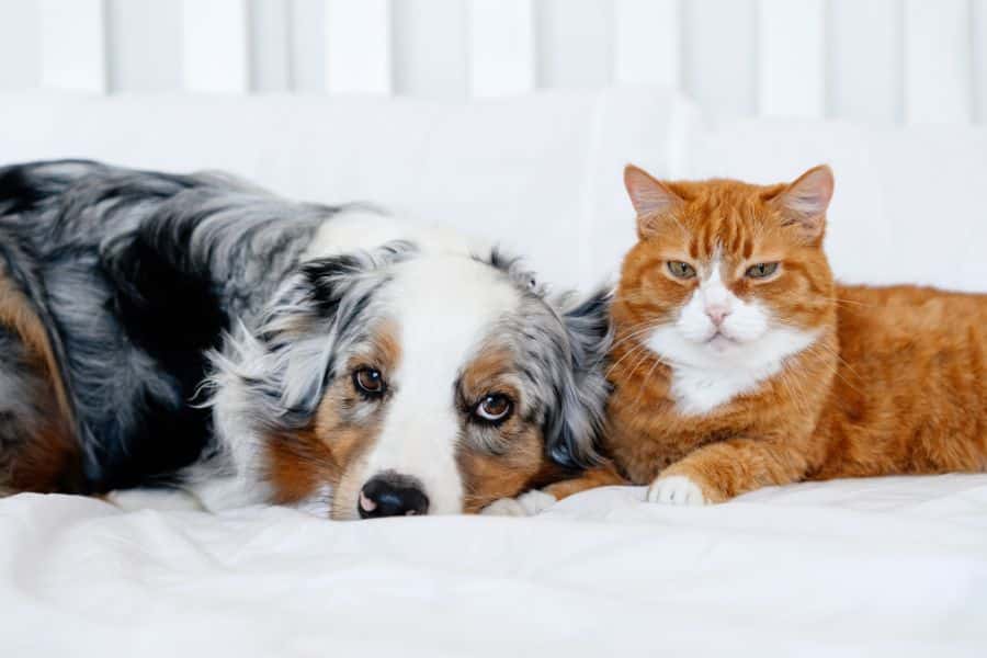eye-discharge-in-pets-when-urgent-care-needed-guide