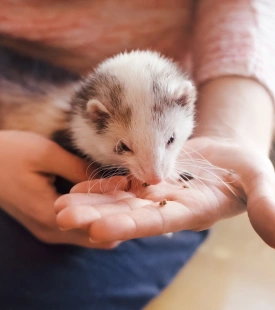 img-At-Home-Care-for-Exotic-Pets