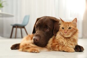 pet-wellness-exam-why-yearly-visits-matter-guide