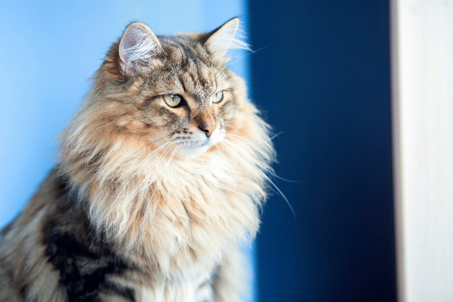 6-common-signs-heart-failure-dogs-cats-guide