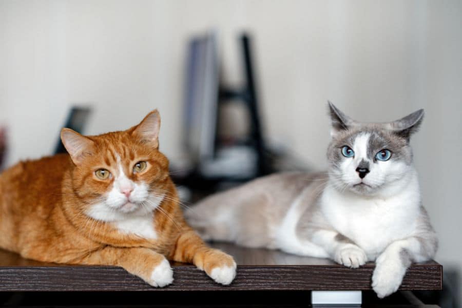 top-10-smartest-family-cat-breeds-guide