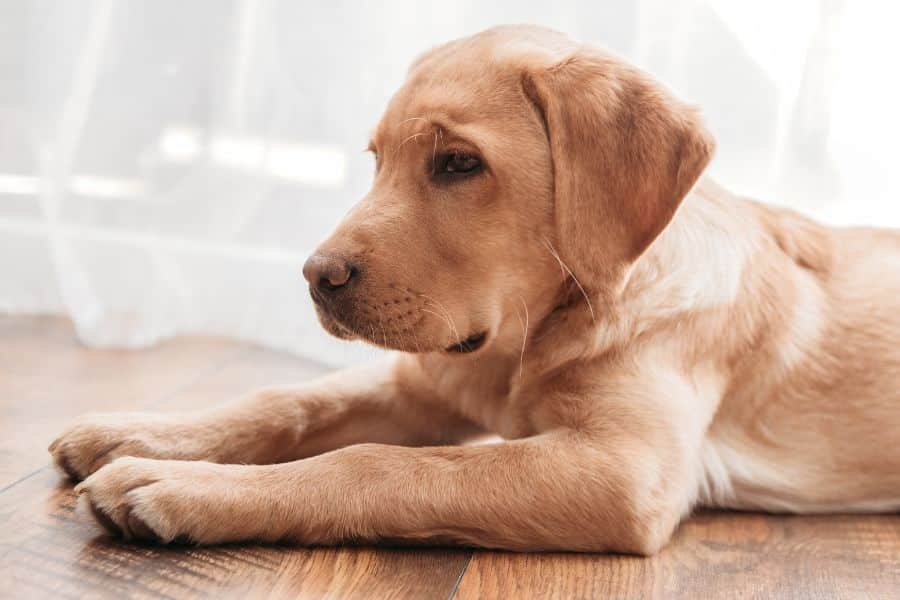 dog-ate-raisins-when-urgent-vet-care-needed-guide