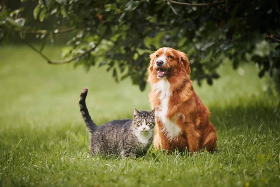 rabbit-fever-in-dogs-and-cats-guide