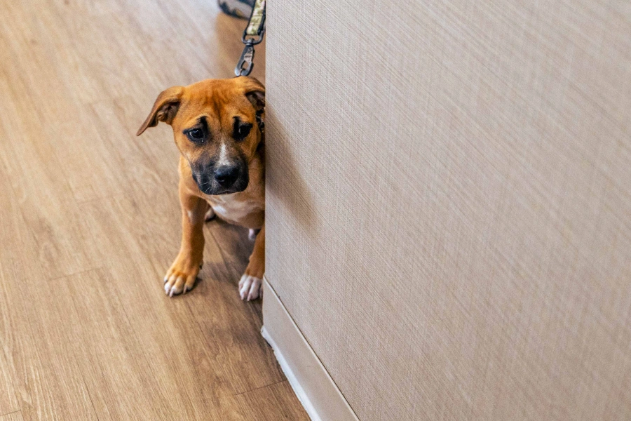 img Dog peeking around a wall corner