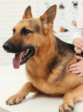 German Shepherd receiving a vaccine injection while lying calmly on an exam table
