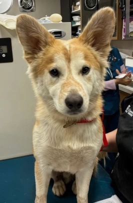 Tan and white dog with large ears sitting on an exam table at a veterinary clinic