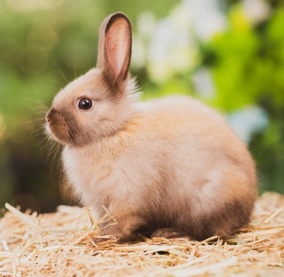 img-rabbit-and-small-mammal-care-in-pasadena-tx