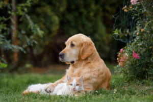 pet-trouble-breathing-causes-vet