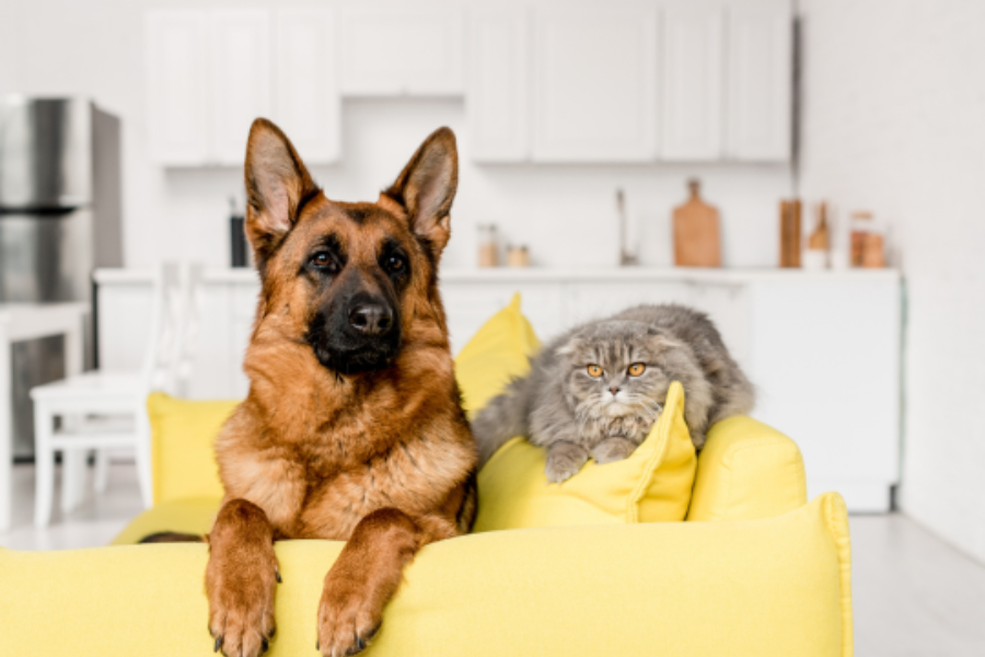 regular-pet-wellness-exams-benefits
