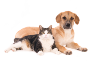 summer-pet-health-issues-urgent-care