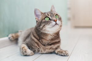 things-to-know-before-microchipping-pet