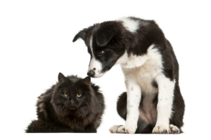 essential-pet-wellness-exams