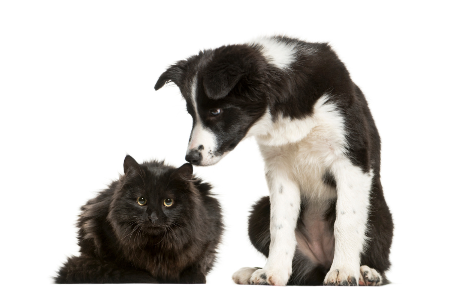 essential-pet-wellness-exams