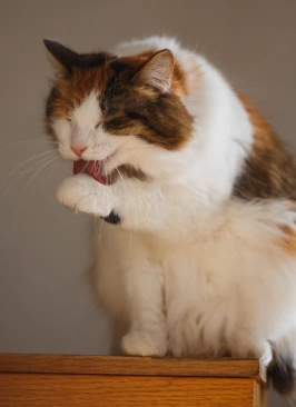 Calico cat grooming its paw while sitting on a wooden table