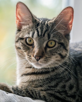 Close-up of a tabby kitten's face, representing cat dental care services in Pasadena, TX