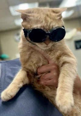 Orange cat wearing protective goggles for laser therapy at a vet clinic