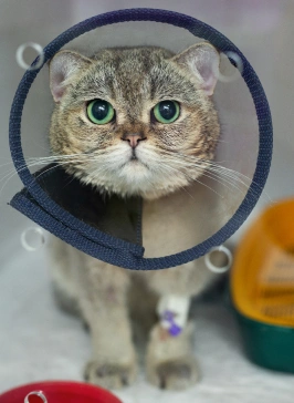 Gray tabby cat wearing a recovery cone with a bandaged leg at a vet clinic