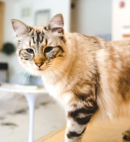 Long-haired cream and tan cat standing on a table indoors