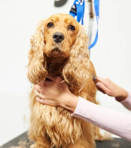 Groomer brushing a Cocker Spaniel's curly ears on a grooming table