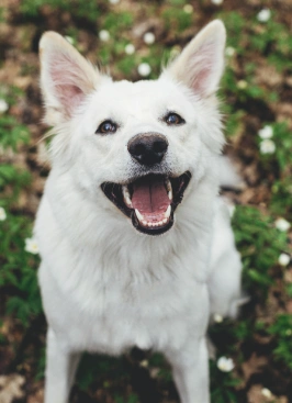 Happy white dog with mouth open sitting outdoors on grass with small flowers